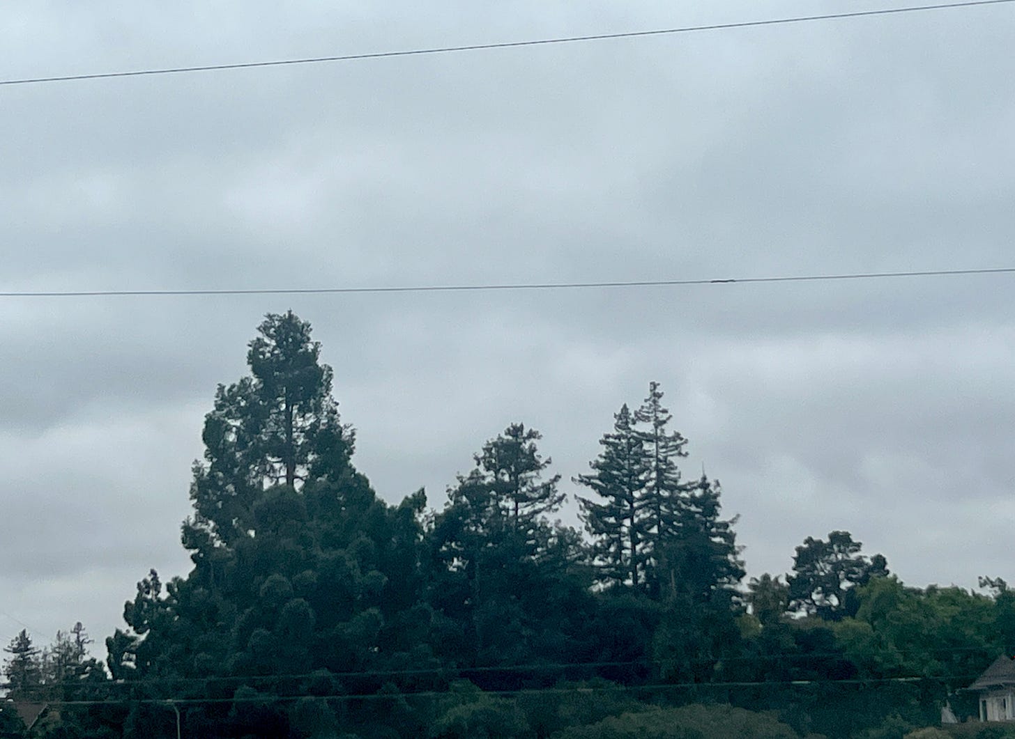 Silhouetted redwoods and oaks with an overcast sky