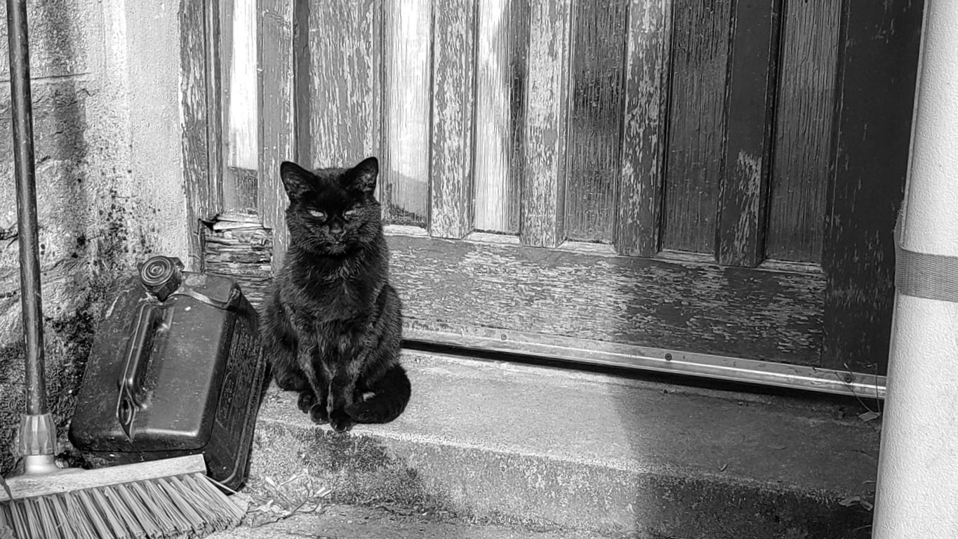 A black cat sitting on a doorstep staring malevolently at the camera