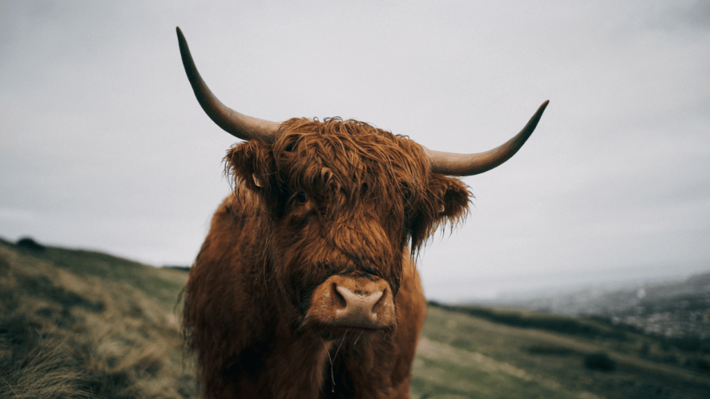 Highland Coo Cam