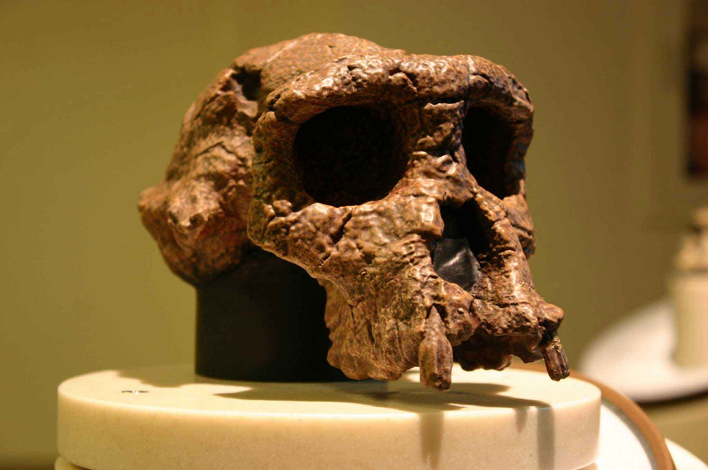 A skull of Sahelanthropus tchadensis on a museum display A skull of Sahelanthropus tchadensis on a museum display