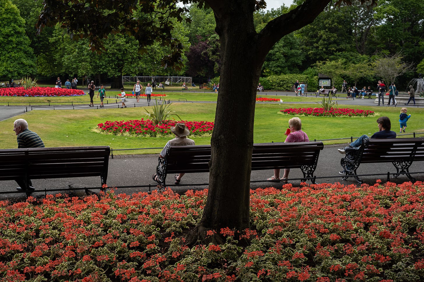 Colour photograph of people sitting on park benches facing away from the viewer. A tree trunk splits the photograph in two. At it's base are red flowers, with more red flowers in circular flower beds beyond the people.