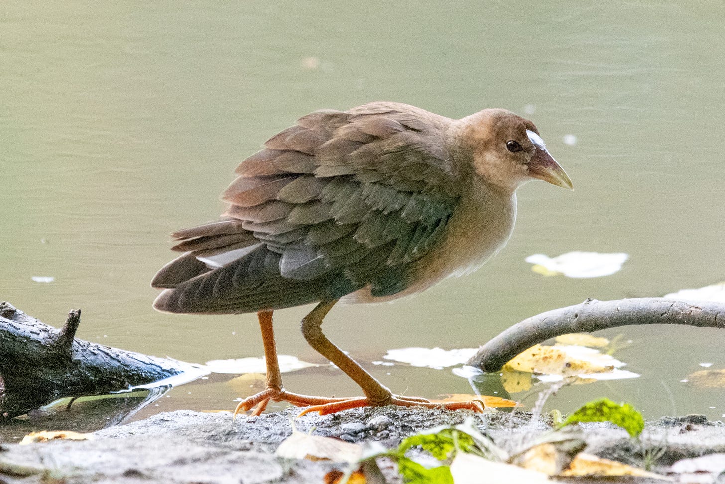 A juvenile purple gallinule stands at water's edge, its feathers bristling as if it were a pangolin