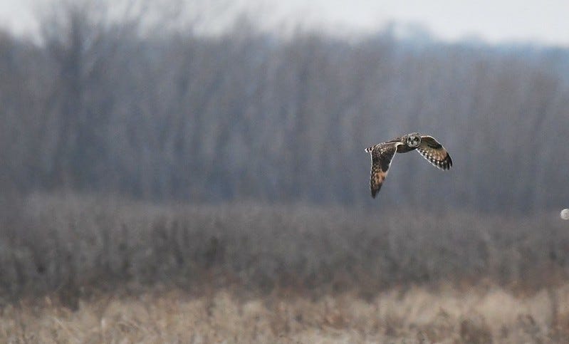 Short-eared owl flying over a marsh or other scrubby field. Short-eared owl flying over a marsh or other scrubby field.