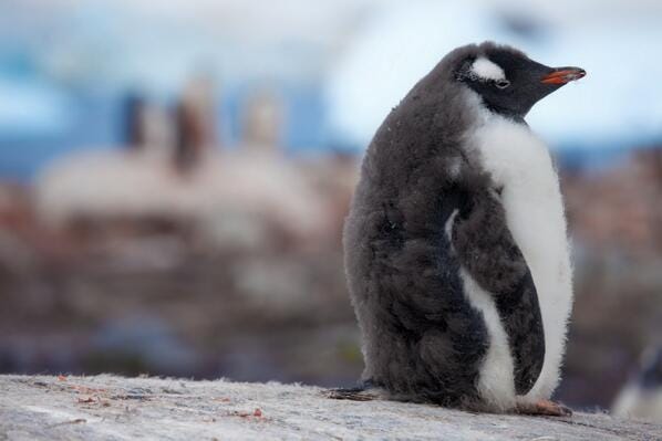 Owls and Penguins on X: "Sad penguin. #Penguin #Gentoo  http://t.co/jLOi524SLE" / X