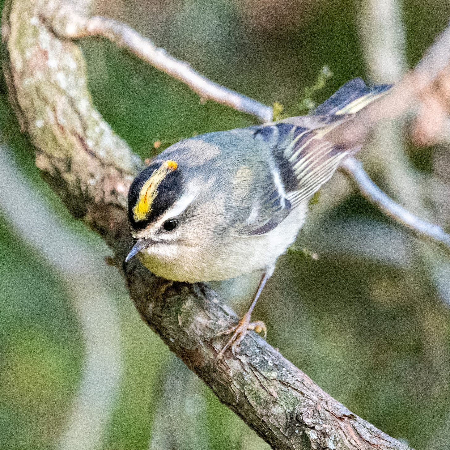 A close-up of a golden-crowned kinglet, looking pensive, with a slim streak of red running down through its golden crown
