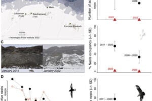 Seabird reproduction in Dronning Maud Land Antarctica