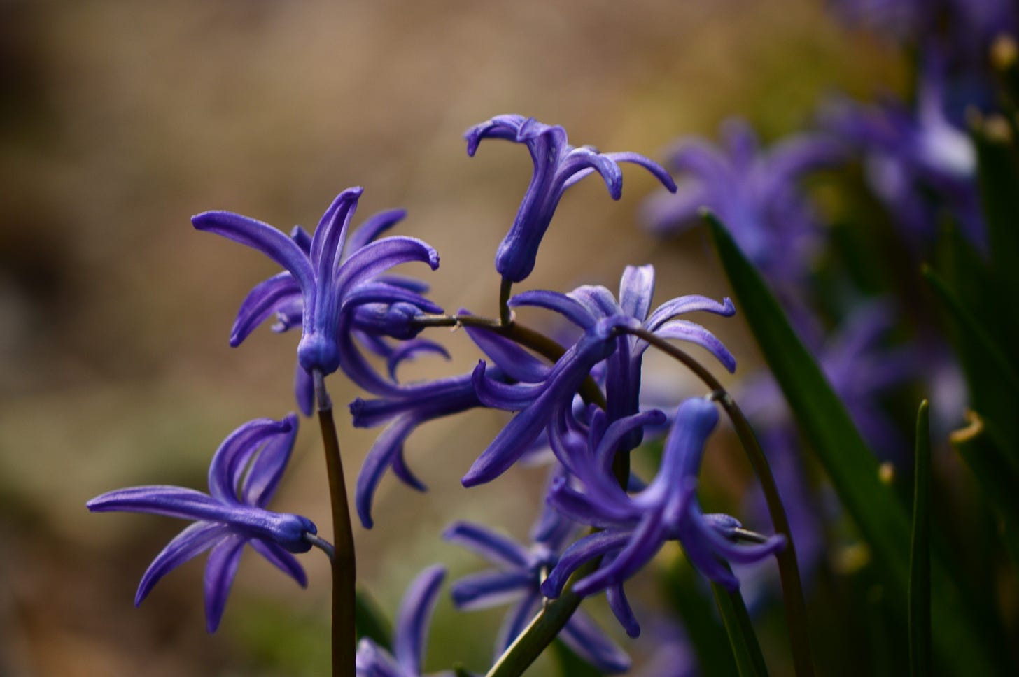 a cluster of blue Roman hyacinth blooms, mostly facing away, against a warm background