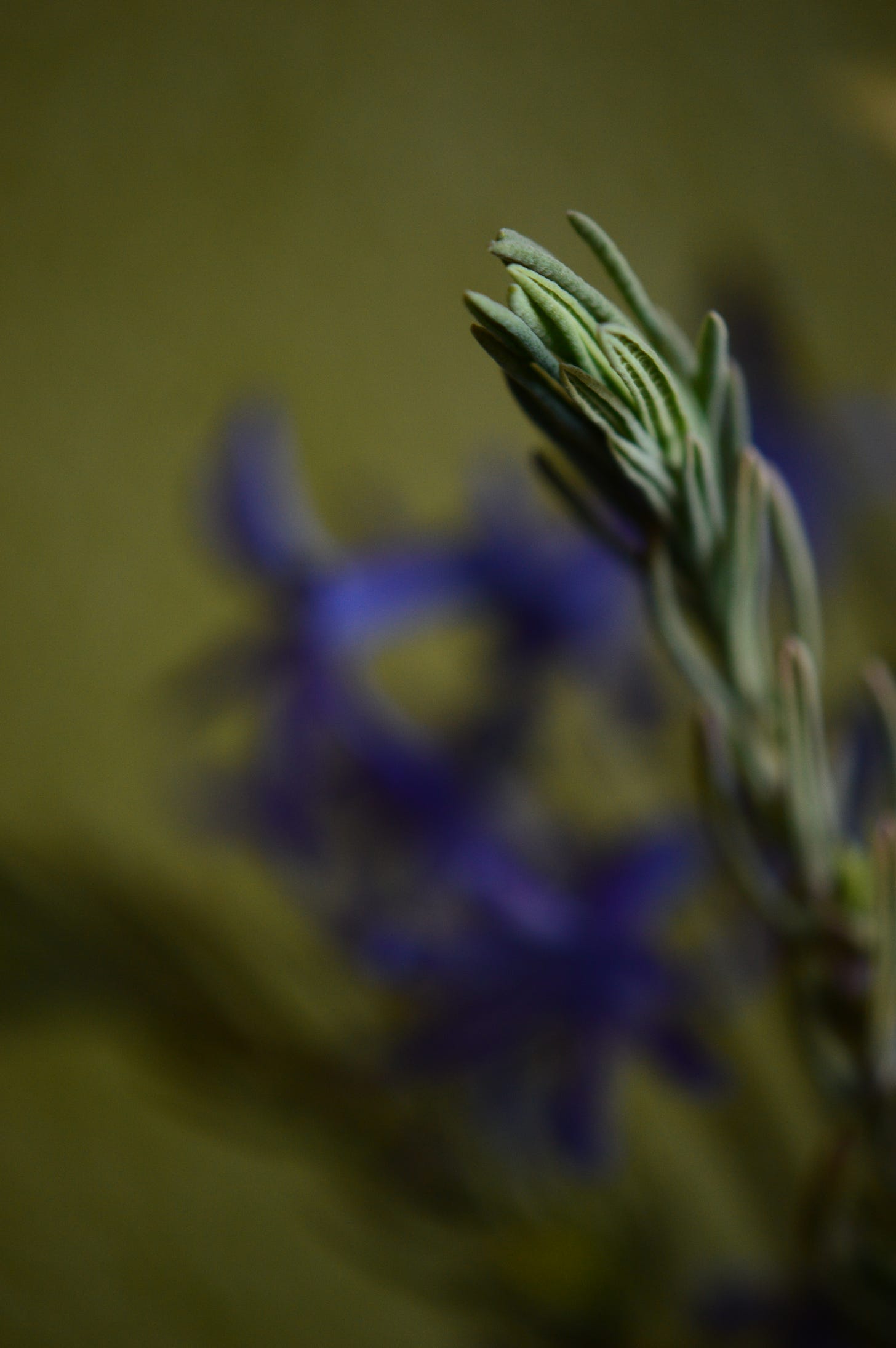 Close-up of a spray of narrow, gray-green lavender foliage 