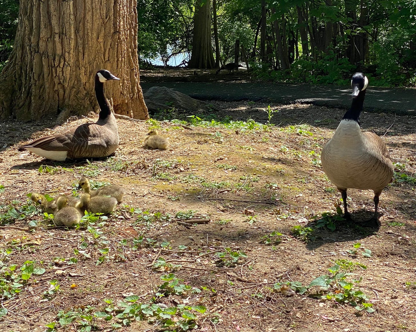 Wild canadian geese raising young