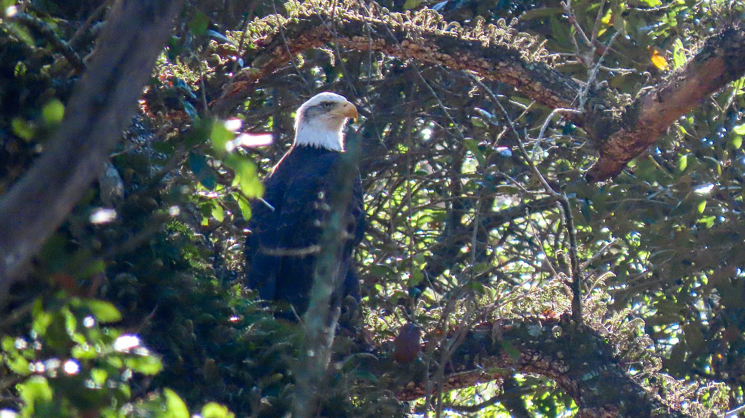 bald eagle in the woods