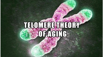 telomere theory of aging 