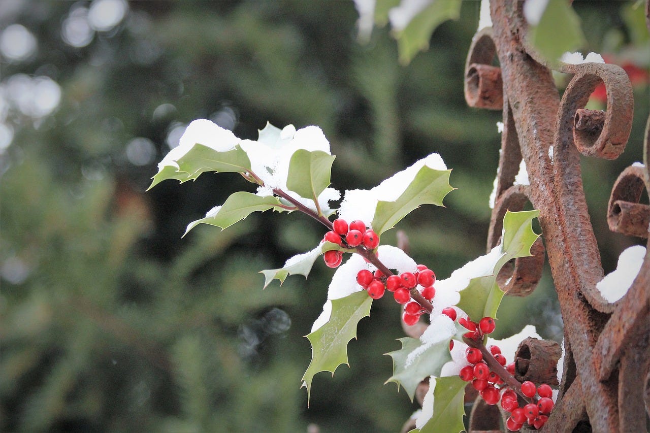 Llex aquifolium, common holly, christmas holly, red berries, green leaves -  free image from needpix.com