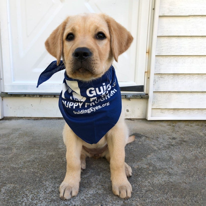 Omega, an adorable yellow lab puppy, sits in front of the white door while looking attentively toward the camera. Omega wears a blue Guiding Eyes Puppy Program bandana around her neck.