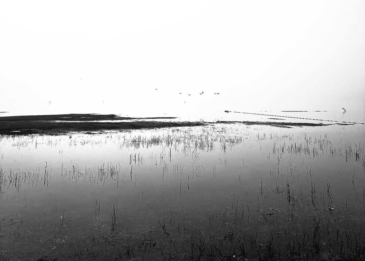 Birds flying over the lake in the early morning