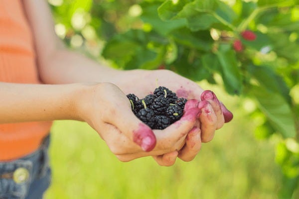 124 Children Eating Mulberry Tree Royalty-Free Photos and Stock Images |  Shutterstock