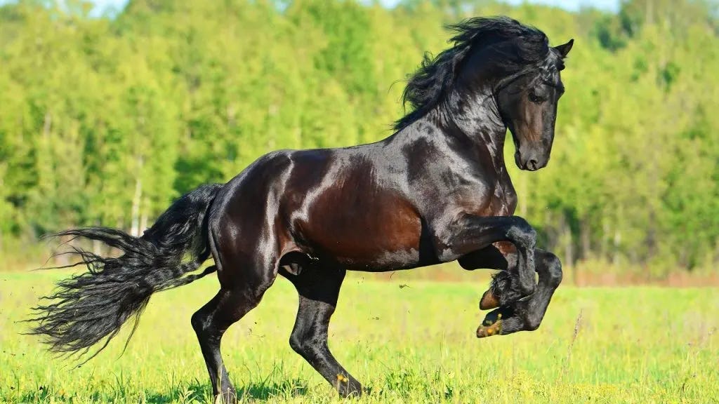 12 Most Beautiful Horse Breeds In The World