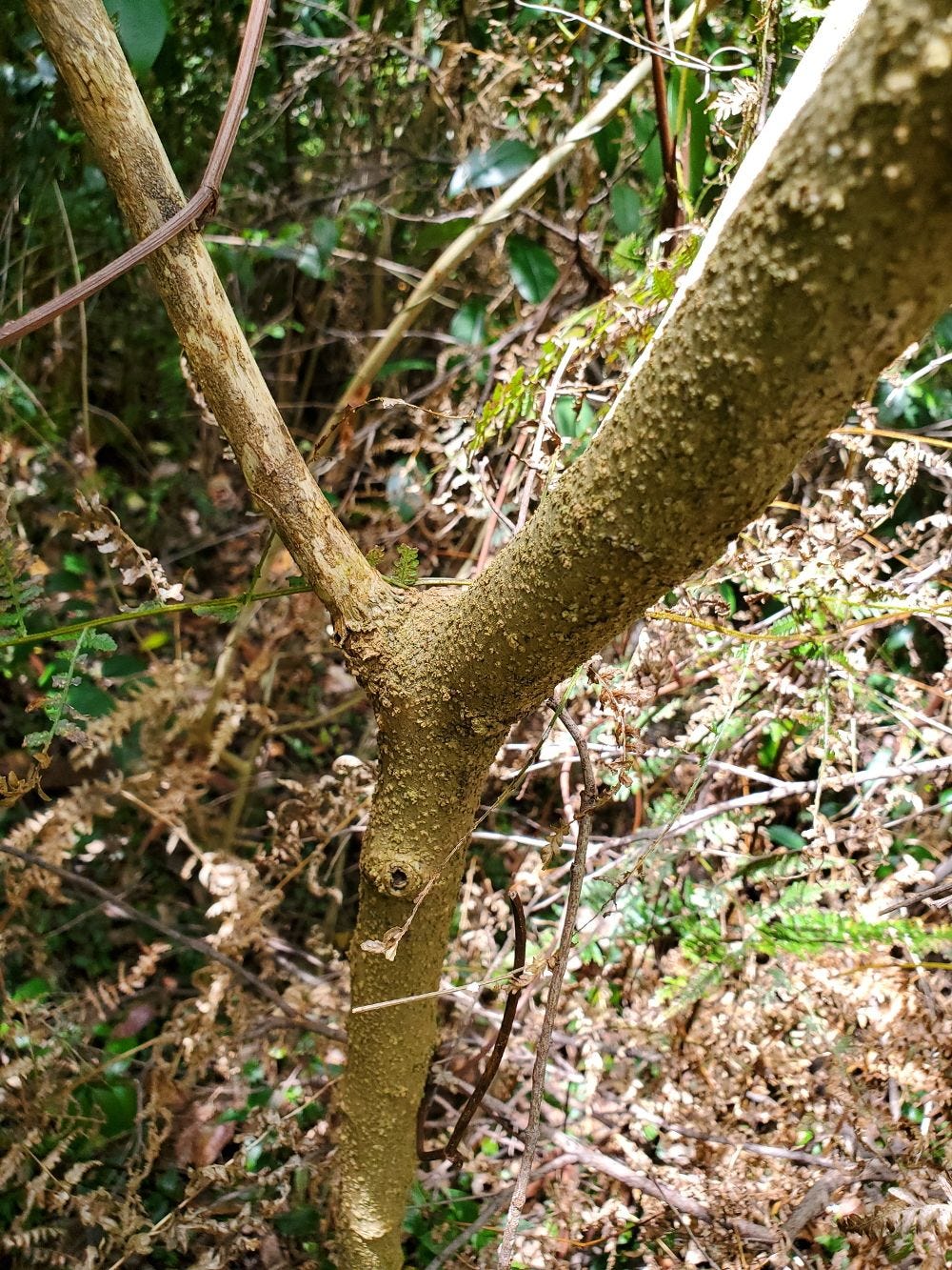 Solanum aviculare [trunk] 20221211_141022 sml.jpg