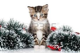 Image result for gray striped cat in garland Image result for gray striped cat in garland