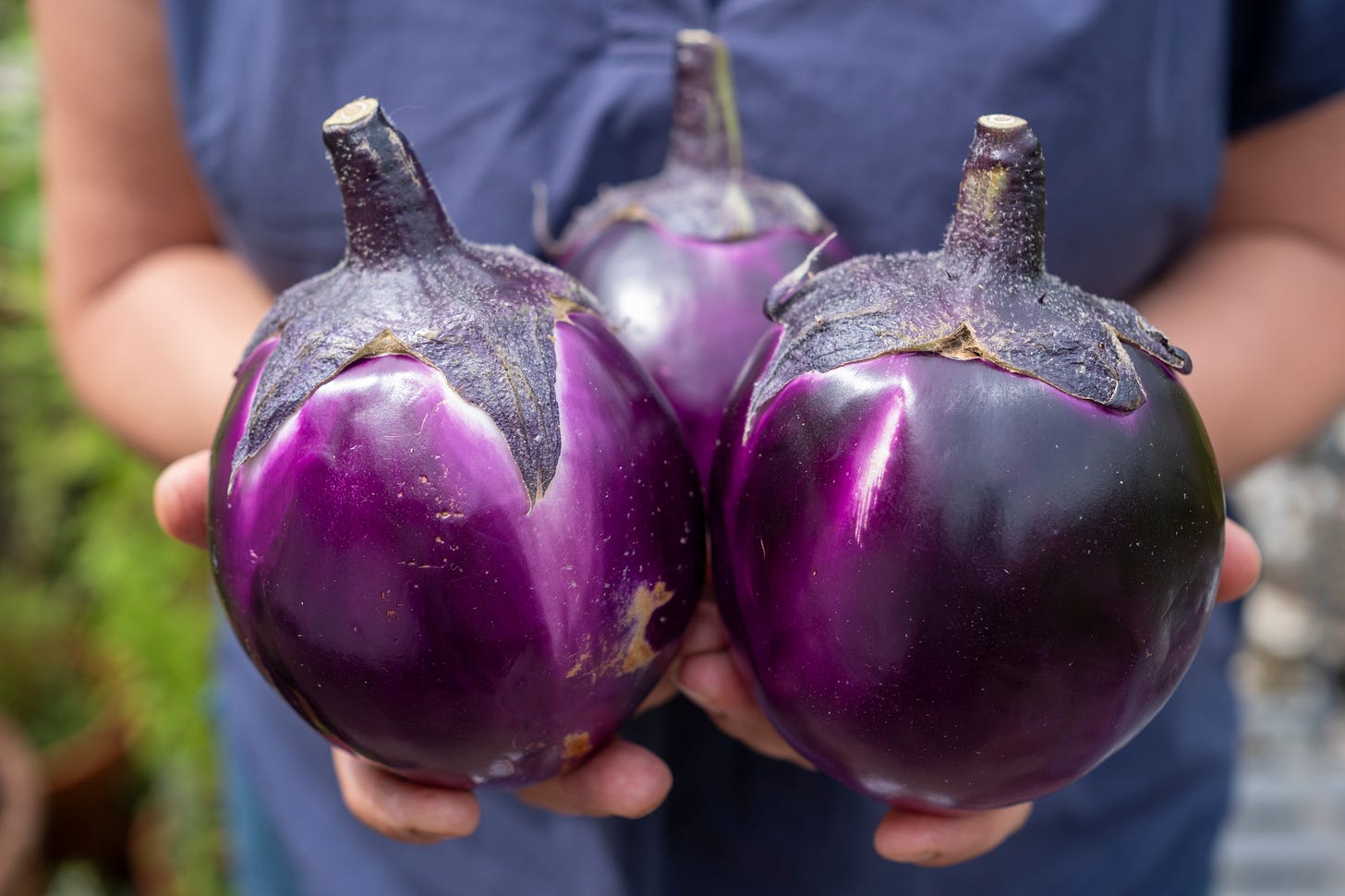 Aubergines