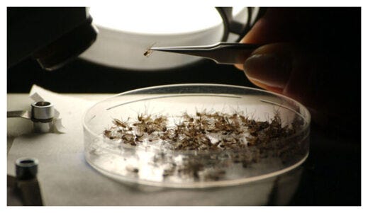 Mosquitoes in Dish