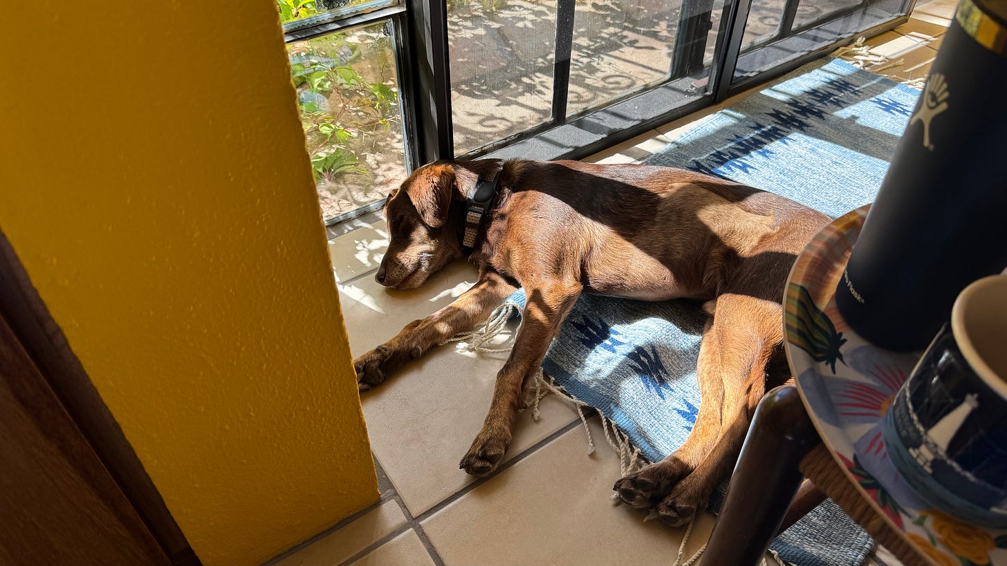 A photo of our dog Loo sleeping in the sun.