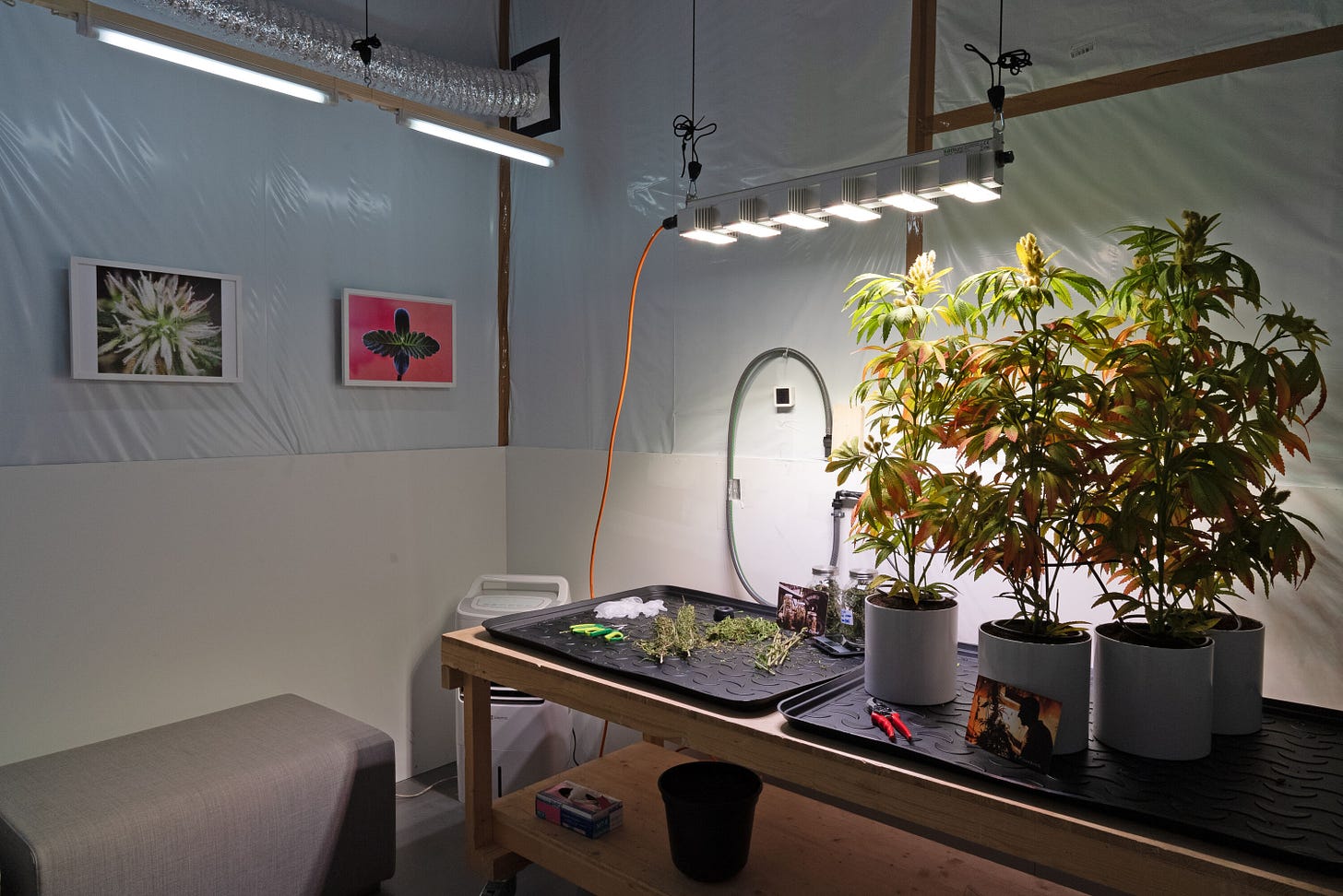 Several marijuana plants are in puts on black rubber mats in a clinical-looking studio. There are overhead lights, what looks like an air purifier, a space where the ready plants are trimmed, but no people in this photo.