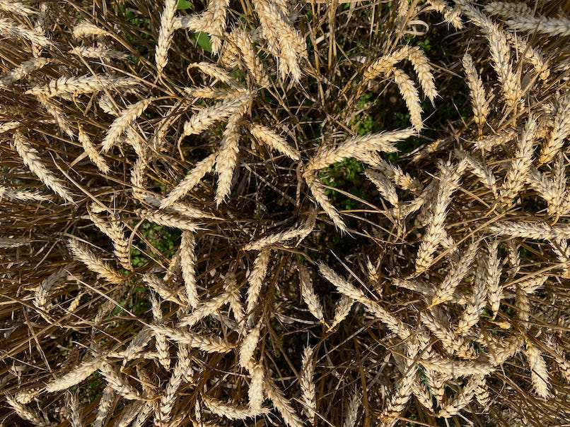 Photo by Author — getting ready for harvest