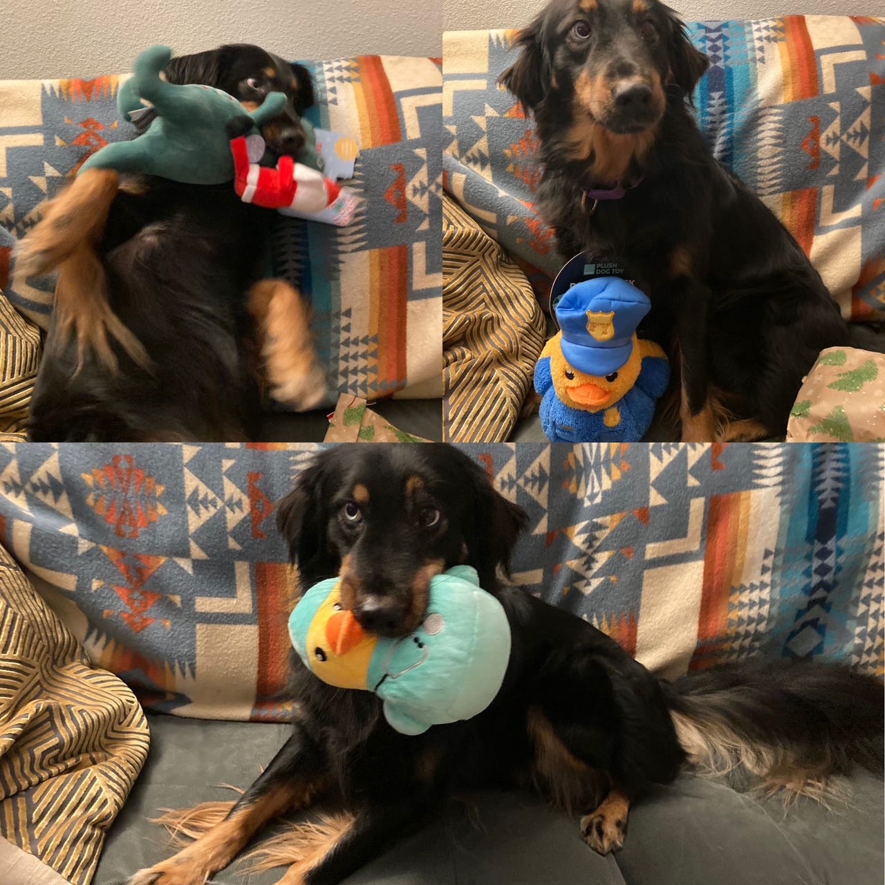 Three pictures of a black and brown dog sitting on a couch with toys