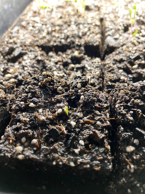 soil block with a small green seedling emerging