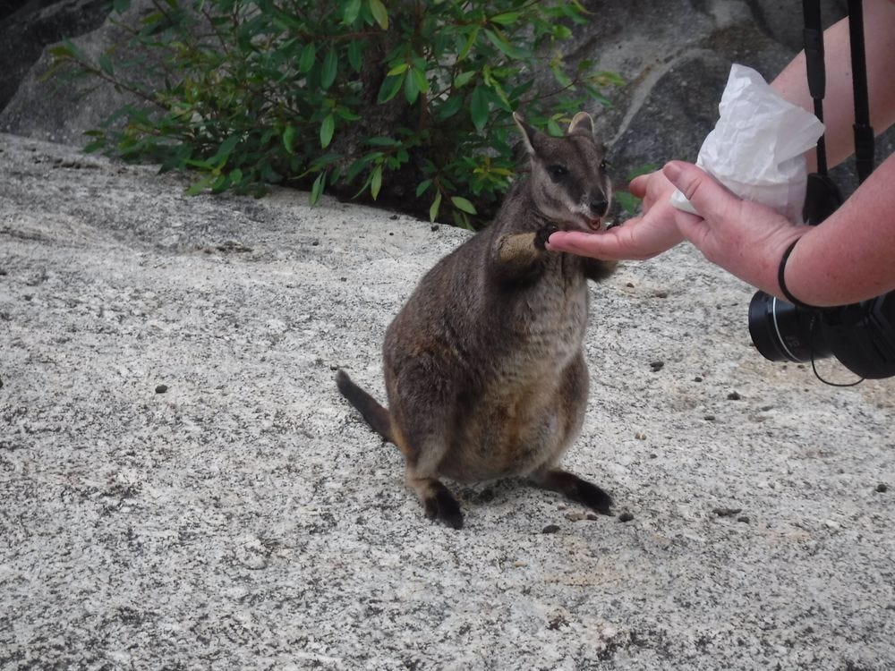 hand feeding a wallaby at Granite Gorge on the Cairns Outback tour