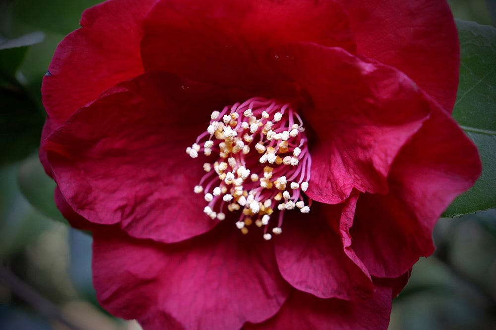 dark Camellia flower