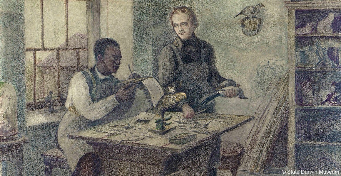 John Edmonstone: the man who taught Darwin taxidermy | Natural History  Museum