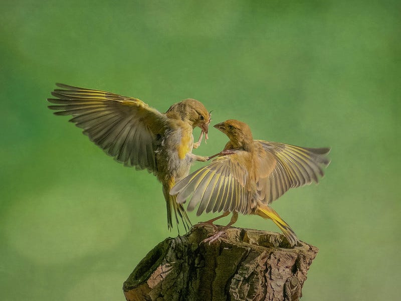 Two greenfinches, fighting