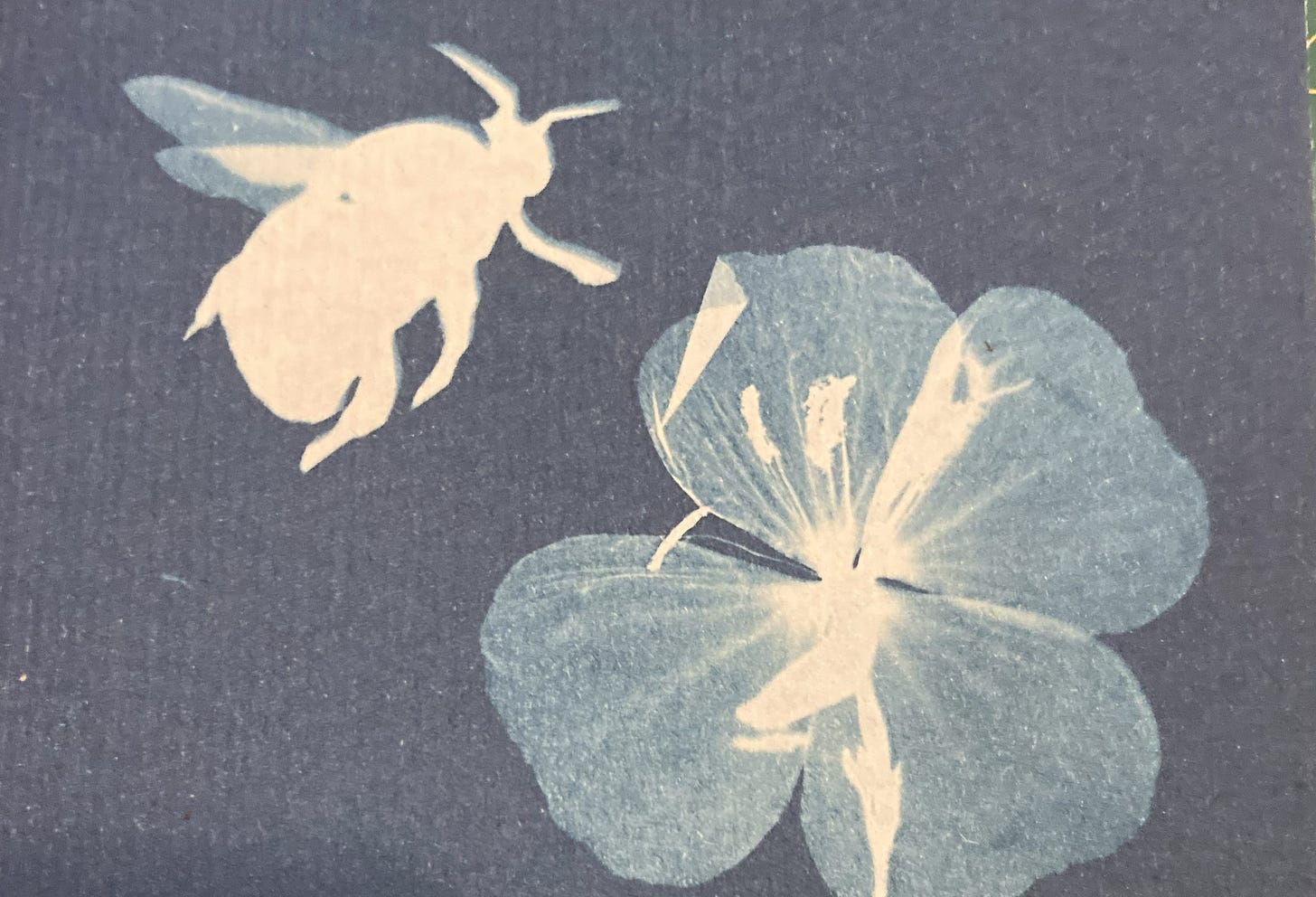 A cyanotype printed image of a bee and flower. The image is blue and white.