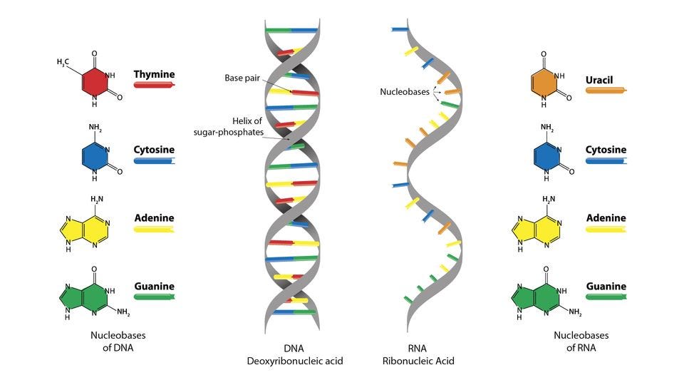 DNA vs. RNA – 5 Key Differences and Comparison | Technology Networks