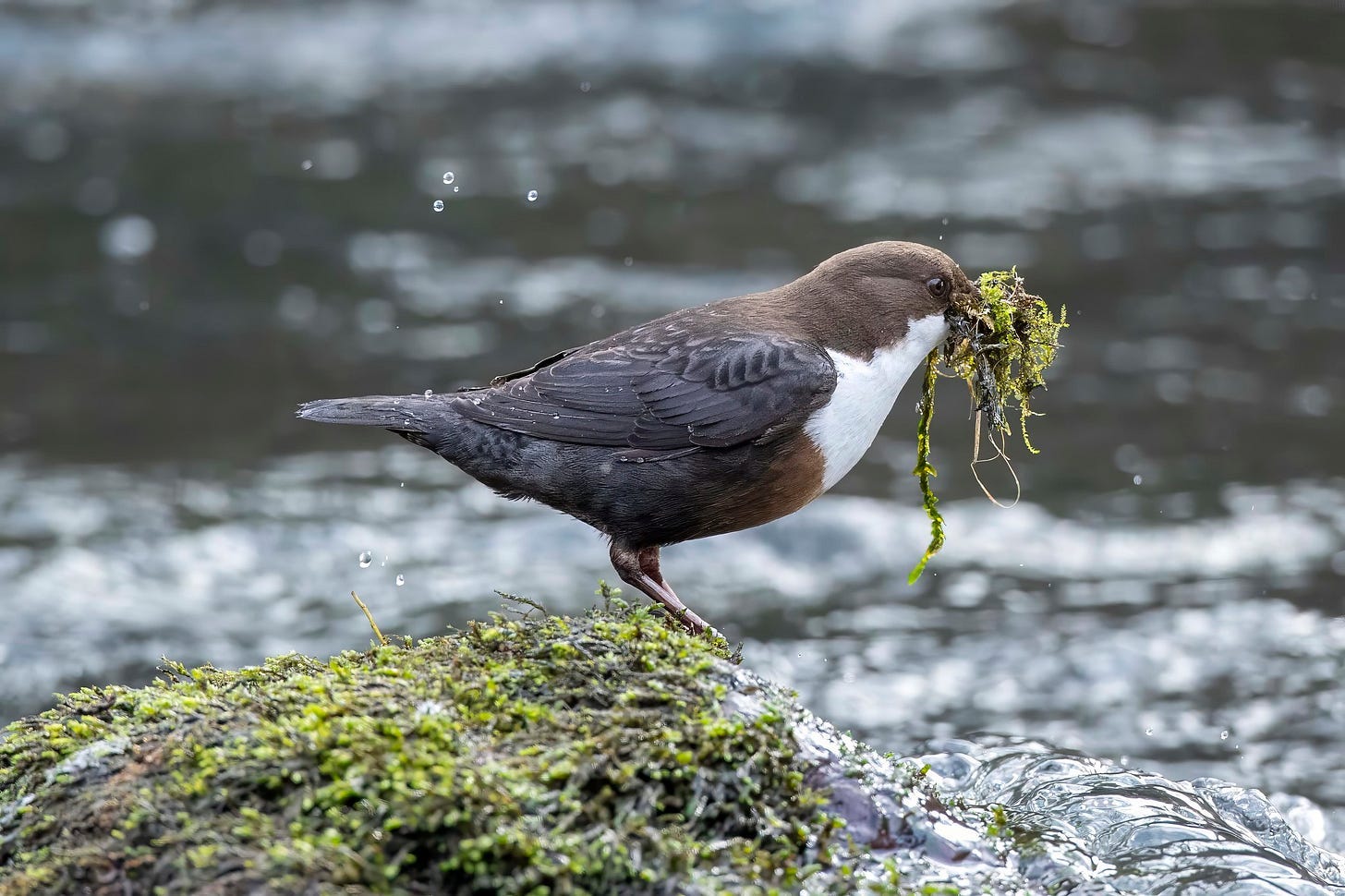 A bird standing on a rock with a plant in its mouth

AI-generated content may be incorrect.