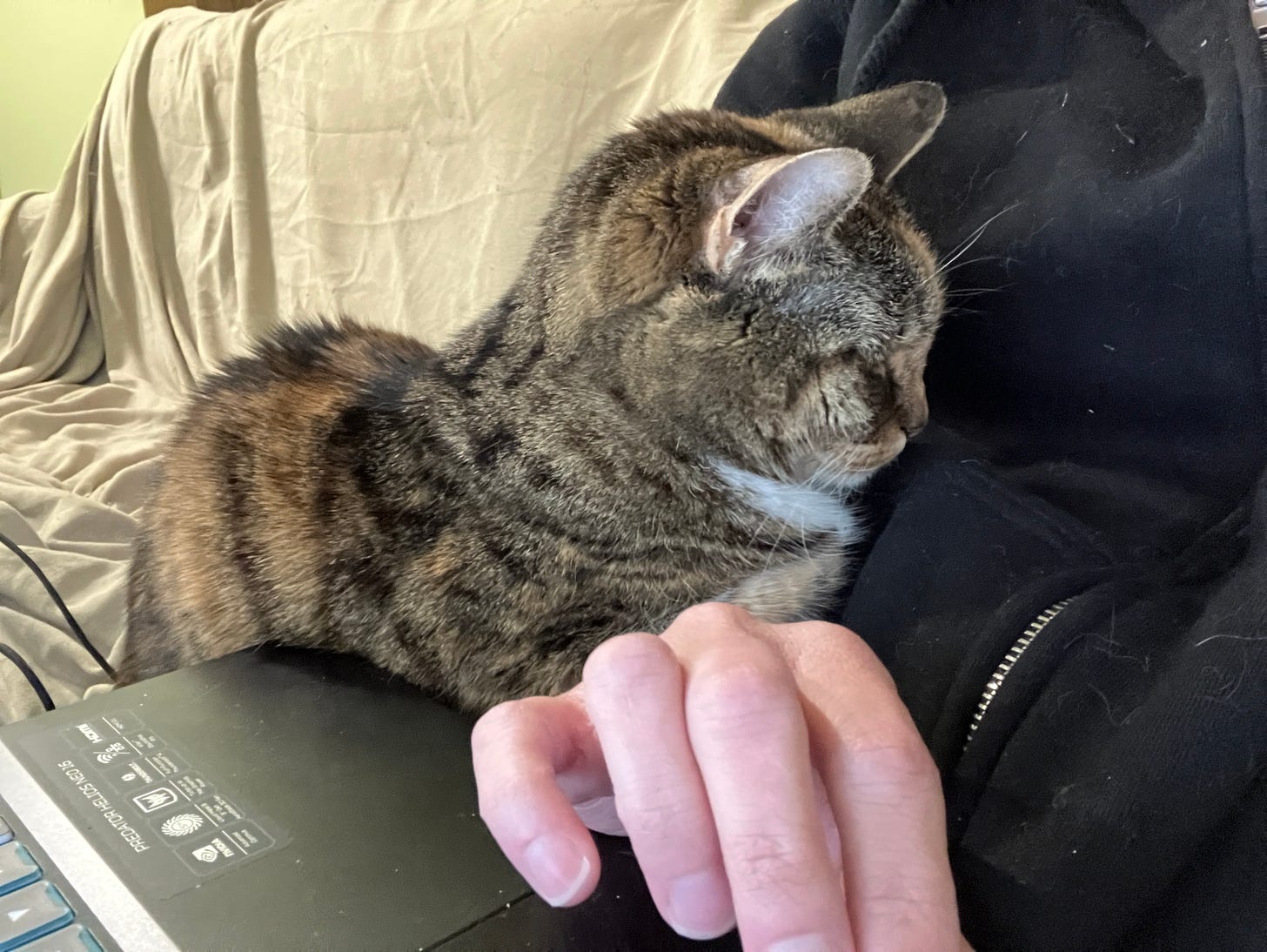 Cat in loaf position on top of her human's arm and laptop