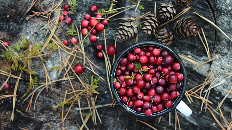 cranberries reduce urinary tract infections risk