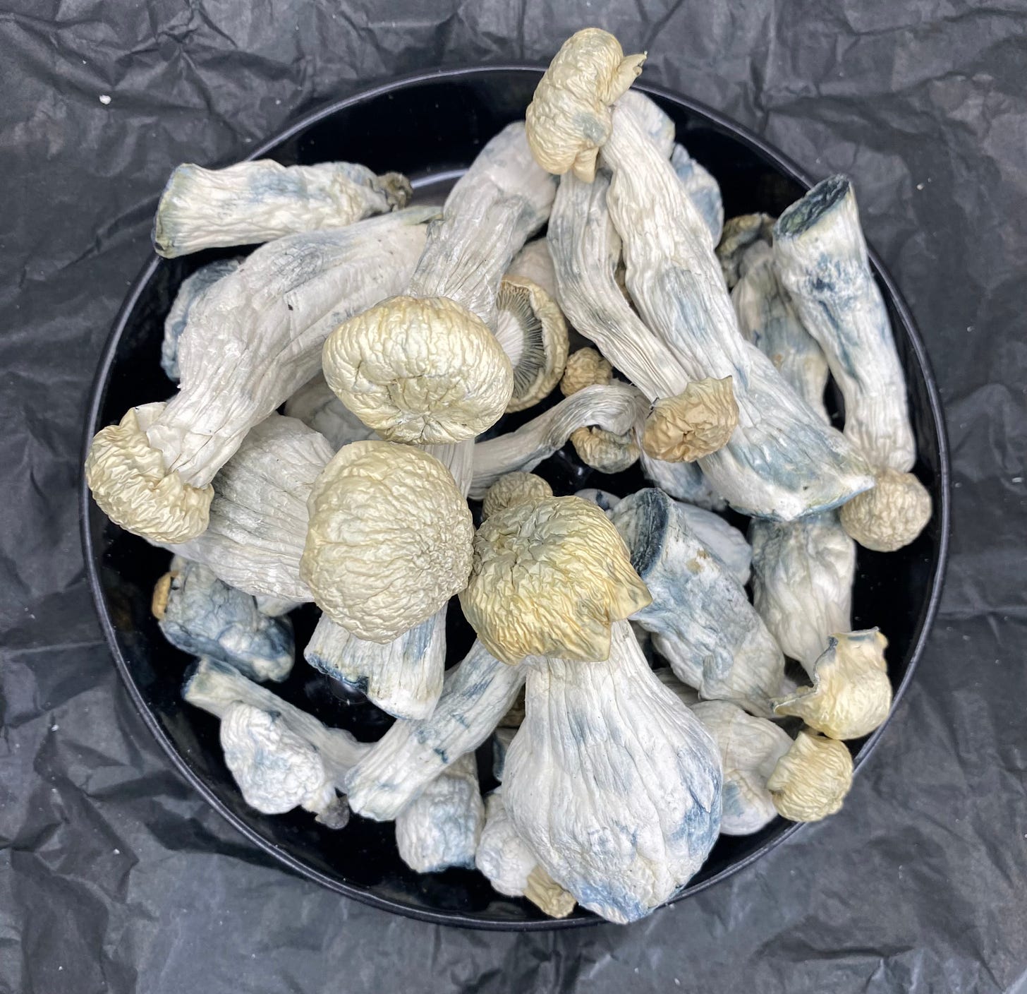 QuadCityTO Mushrooms Co. FollowTheGreenParrot.ca