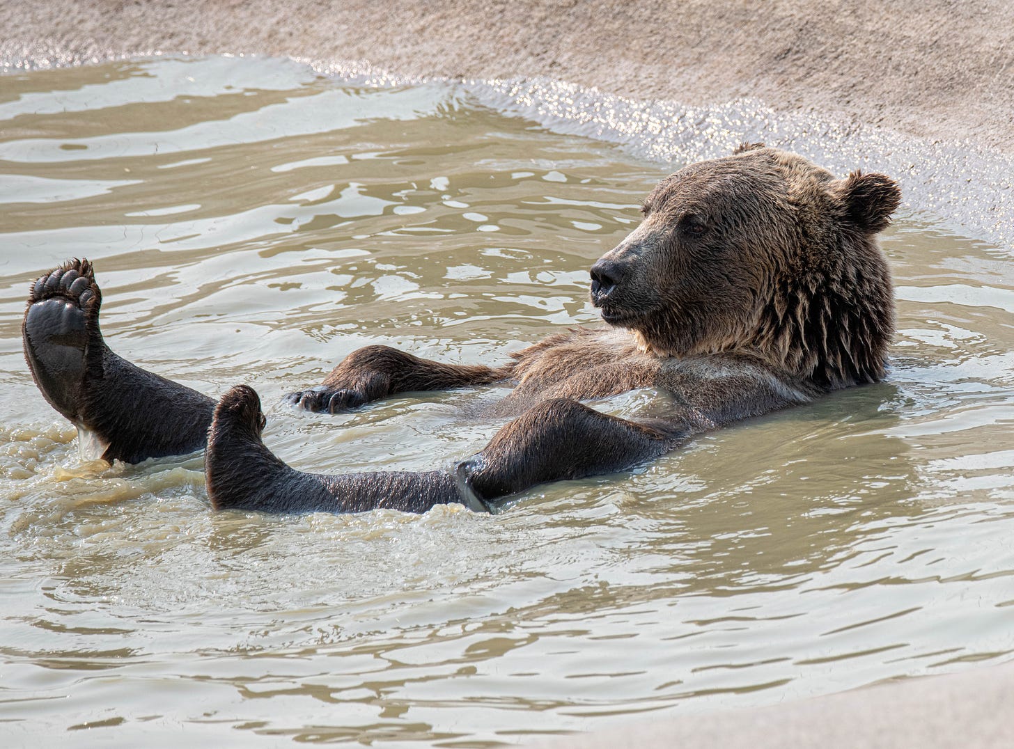 Chilled bear