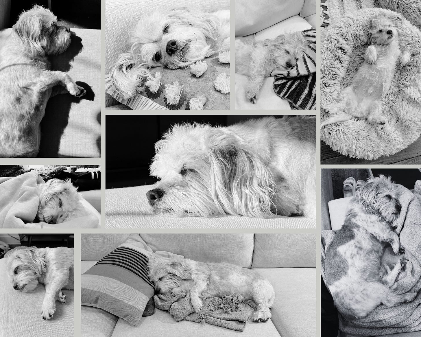 Collage of photos of a sleeping dog. He is a dachshund and shih-tzu mix with a brown nose.