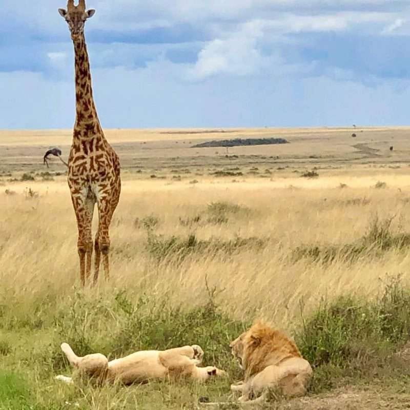 Lion and giraffe seen on safari with Africa Kenya Safaris