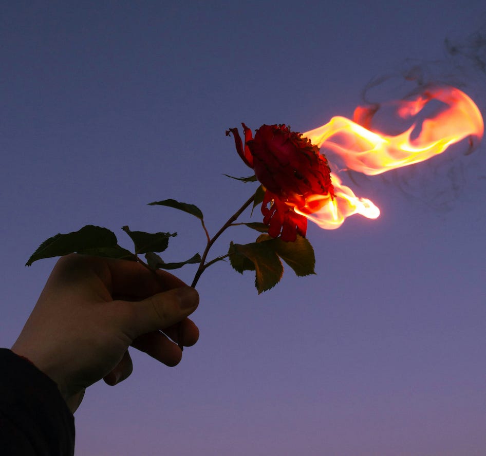 Image description: a hand is holding a red rose that has been set on fire