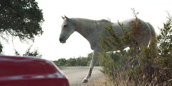 Random horse walking around Walker set.