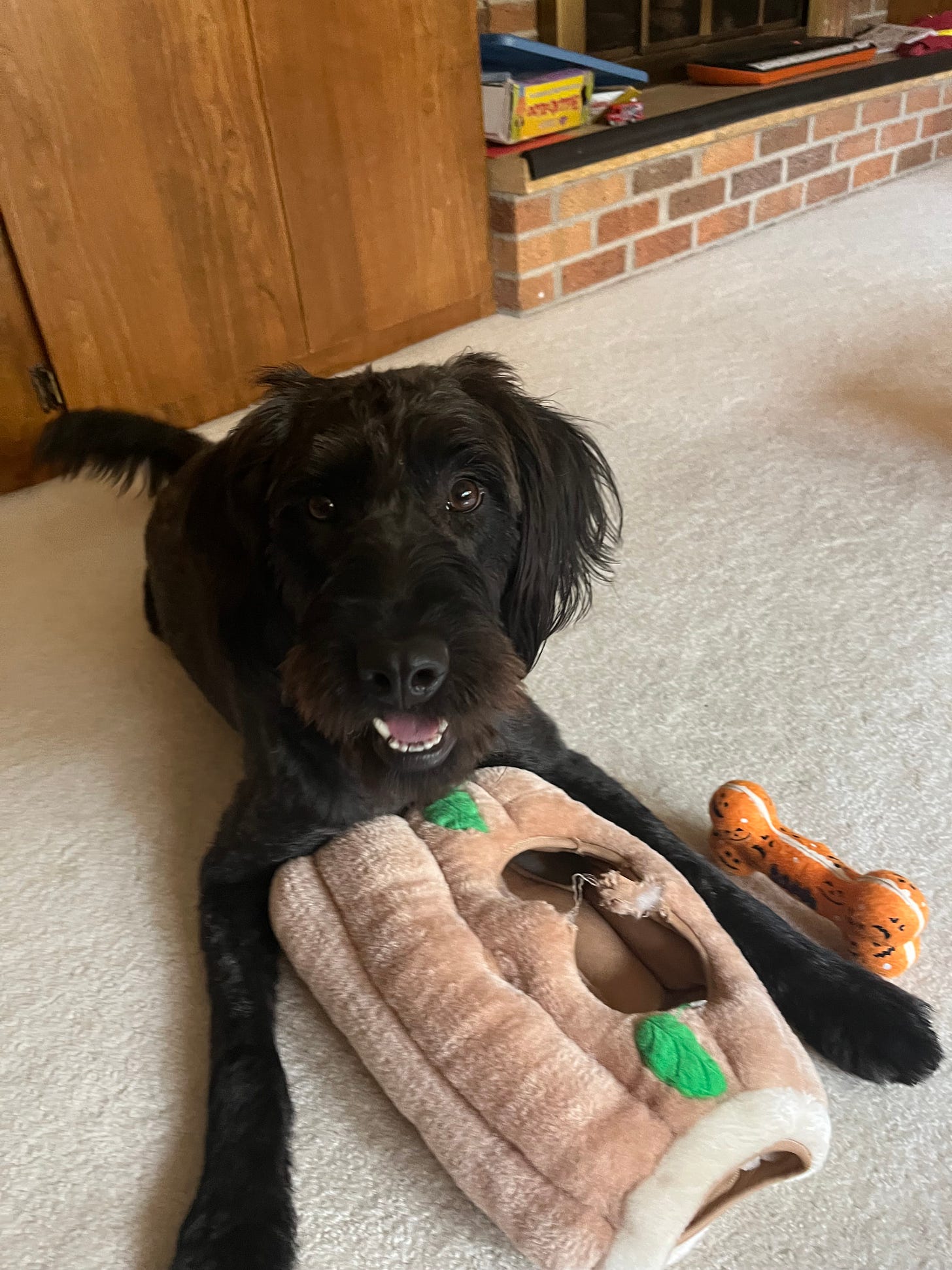 a smiling, one-year old black labradoodle