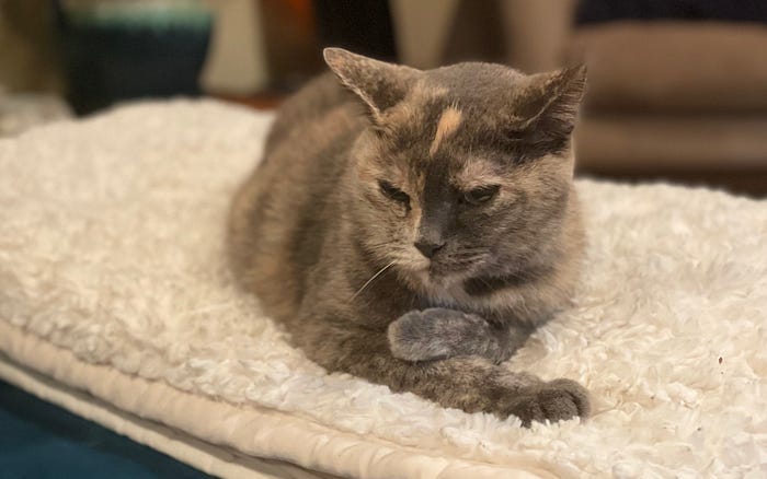 Josie curled up on a white fuzzy blanket