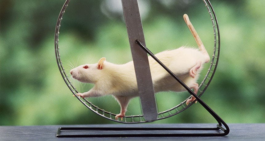 Running doesn't make rats forgetful