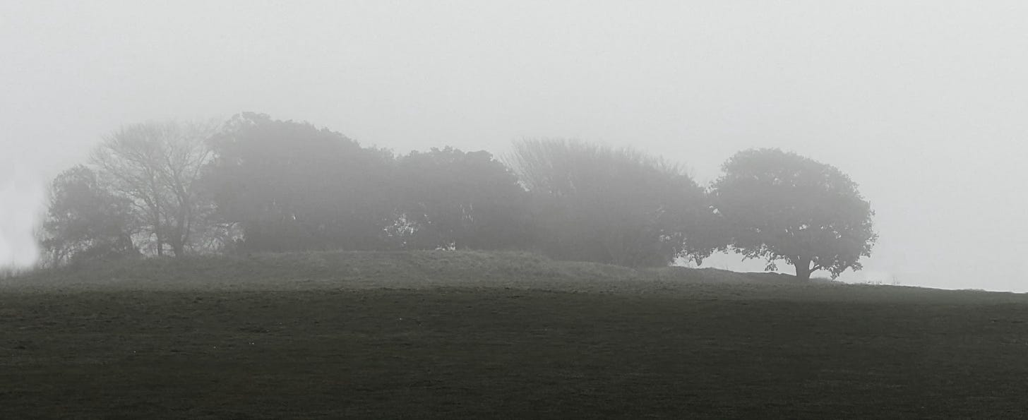 An isolated patch of trees emerges from mist. Photograph by Mata Haggis-Burridge.