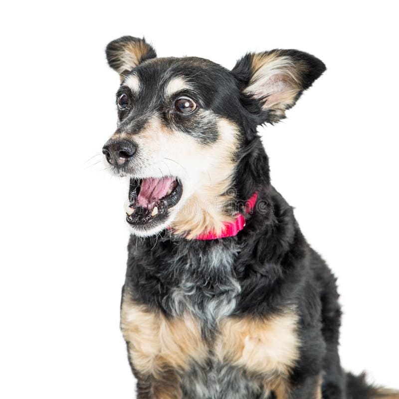 Funny Surprised Puppy Dog Looking Down Stock Image - Image of cute, purebred: 54647709