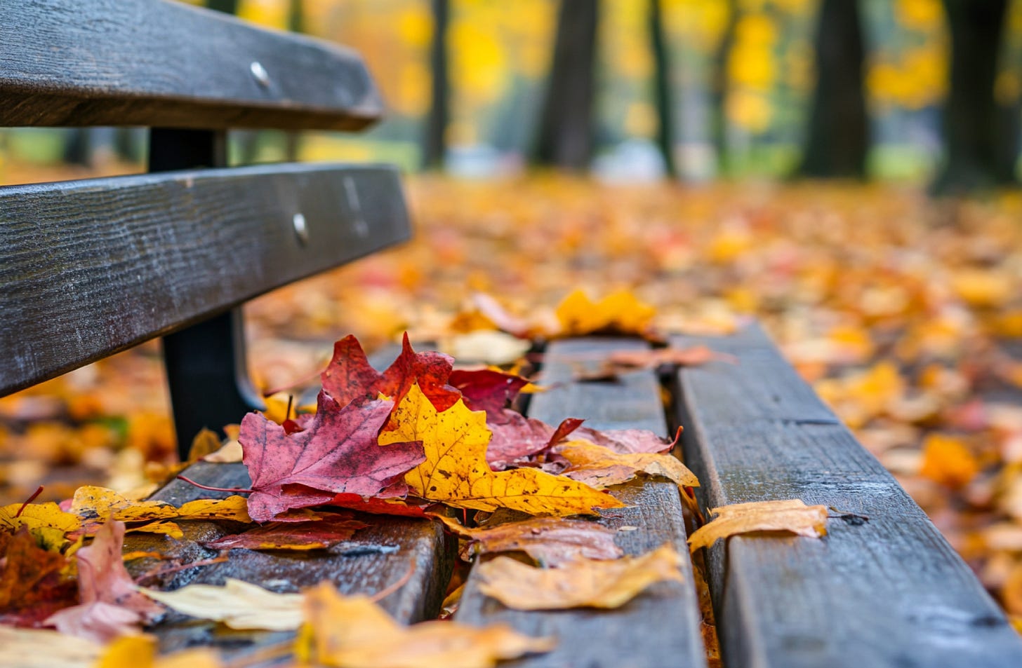 Close-up of wooden park bench, covered with red and yellow fallen leaves. In the background the floor is covered with fallen leaves and there are a few tree trunks in the distance.